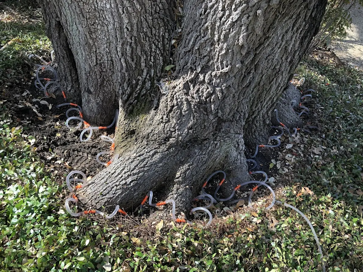 Detailed Shrub and Hedge Trimming job site in Keller