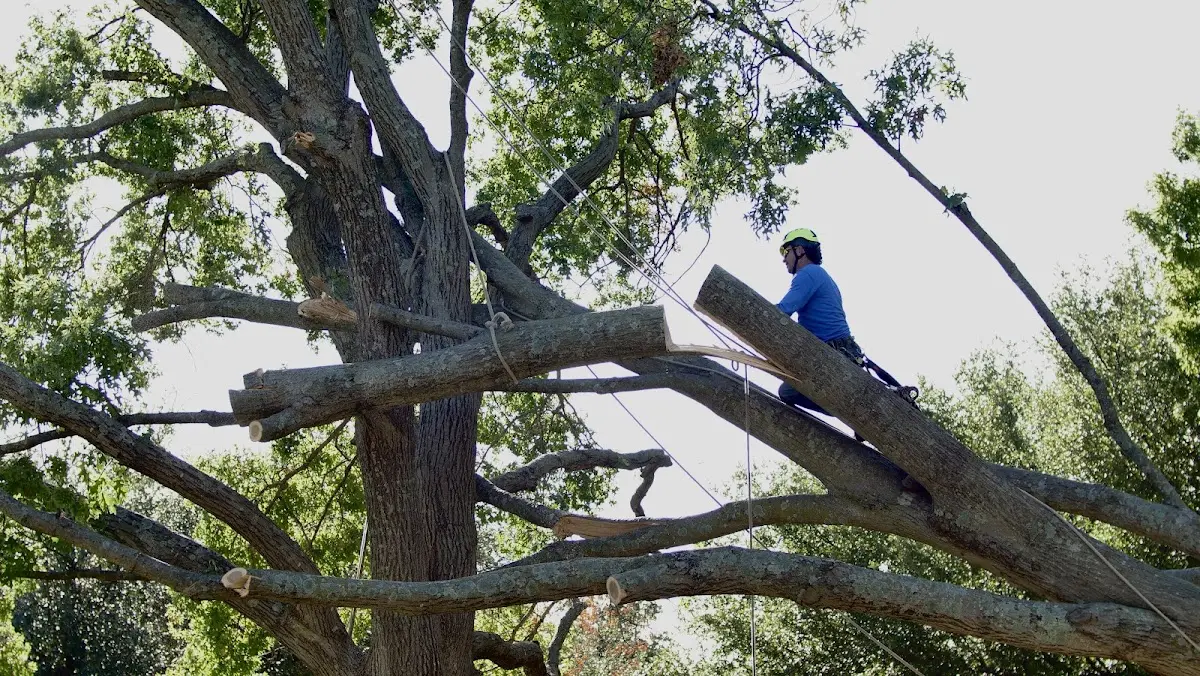 Professional Hazardous Tree Removal performed by certified arborists in Keller