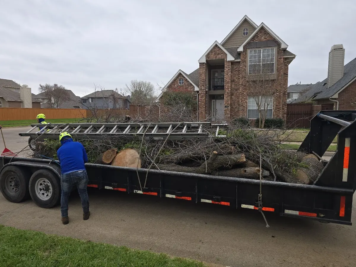 Expert Tree Pest Control with proper safety equipment in Keller